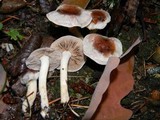 Hebeloma mesophaeum image