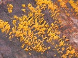 Calocera cornea image