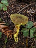 Phylloporus arenicola image