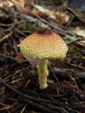 Lepiota magnispora image