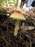 Lepiota magnispora image