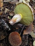 Suillus lakei image