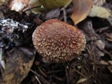 Suillus lakei image