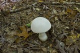 Amanita polypyramis image