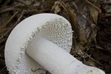 Amanita polypyramis image
