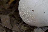 Amanita polypyramis image