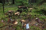 Stropharia hornemannii image