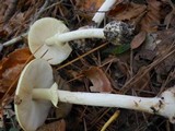 Amanita citrina f. lavendula image