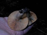 Lactarius chelidonium image