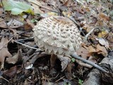 Chlorophyllum rachodes image