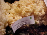 Hericium abietis image