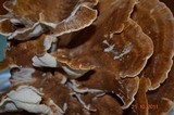 Bondarzewia occidentalis image