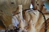 Bondarzewia occidentalis image