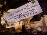 Hydnum repandum var. albidum image