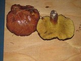Suillus brevipes image