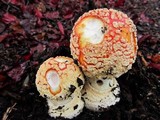 Amanita muscaria var. flavivolvata image