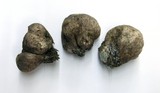 Rhizopogon ochraceorubens image