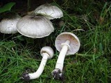 Agaricus moelleri image