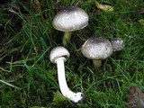 Agaricus moelleri image