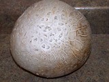 Handkea utriformis var. hungarica image