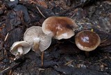 Hebeloma mesophaeum image