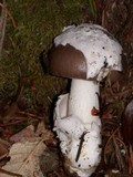 Amanita constricta image