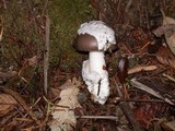 Amanita constricta image