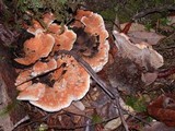 Hydnellum aurantiacum image
