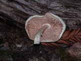 Pluteus petasatus image