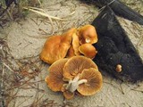 Gymnopilus liquiritiae image