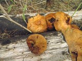 Gymnopilus liquiritiae image