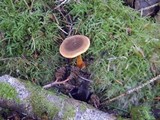 Hygrophoropsis aurantiaca image