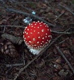 Amanita muscaria var. muscaria image