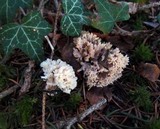Clavulina coralloides image
