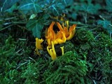 Calocera viscosa image