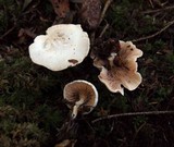 Clitopilus prunulus image