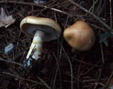 Cortinarius olidus image