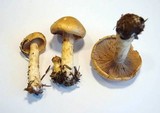 Cortinarius olidus image