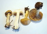 Cortinarius olidus image