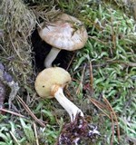 Suillus flavidus image