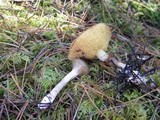 Suillus flavidus image