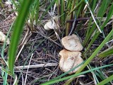 Suillus flavidus image