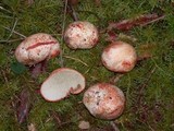 Rhizopogon rubescens image