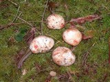 Rhizopogon rubescens image