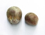 Rhizopogon ochraceorubens image