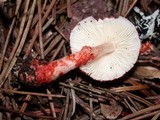 Lepiota flammeatincta image