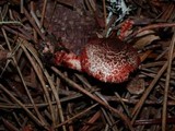 Lepiota flammeatincta image