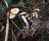 Gymnopus confluens image