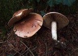 Hebeloma sinapizans image