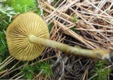 Cortinarius croceus image